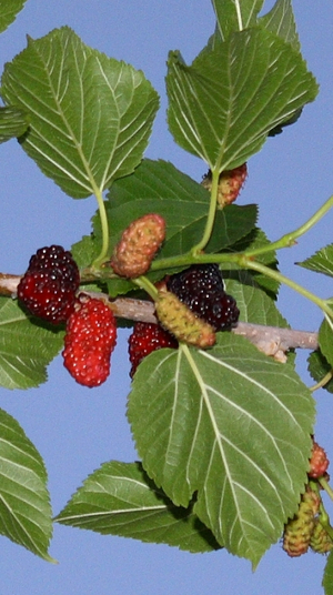 Illinois Everbearing Black Mulberry, Morus x 'Illinois Everbearing' (M. alba x M. rubra)